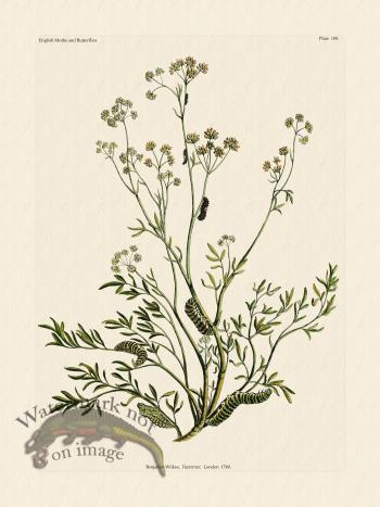 Wilkes Butterflies 109